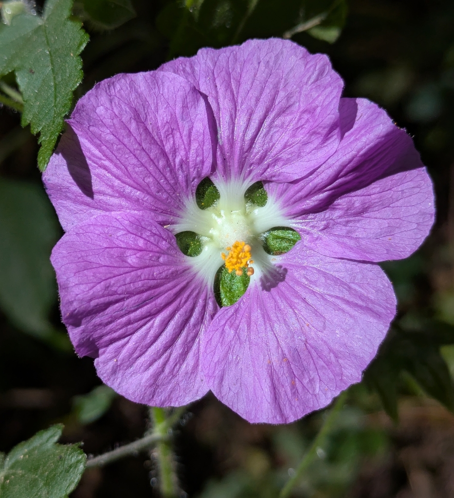 Neobrittonia acerifolia