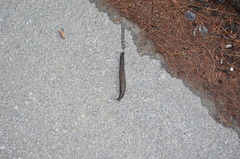 Limax dacampi