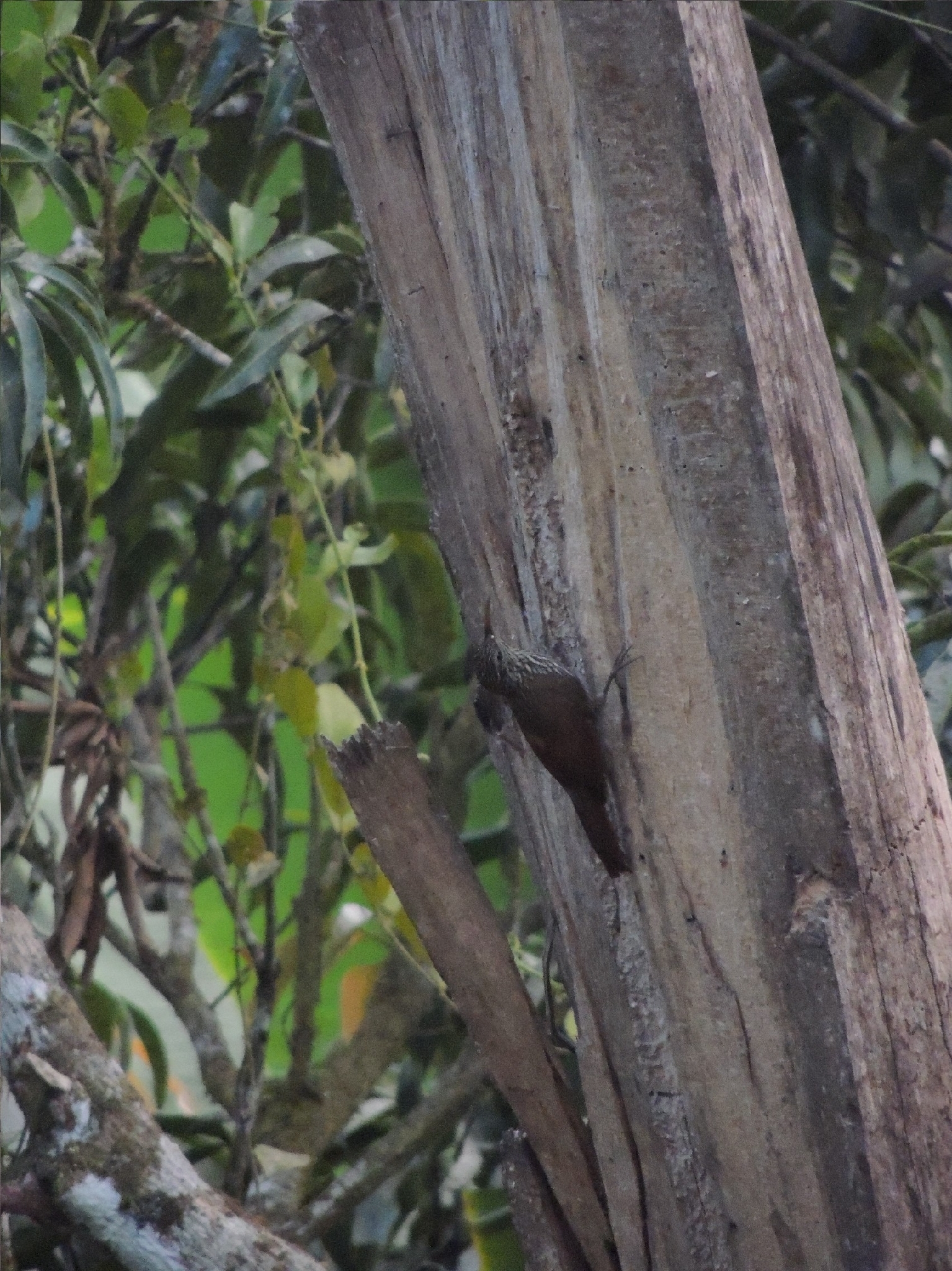 Streak-headed Woodcreeper (Lepidocolaptes souleyetii), photo 1