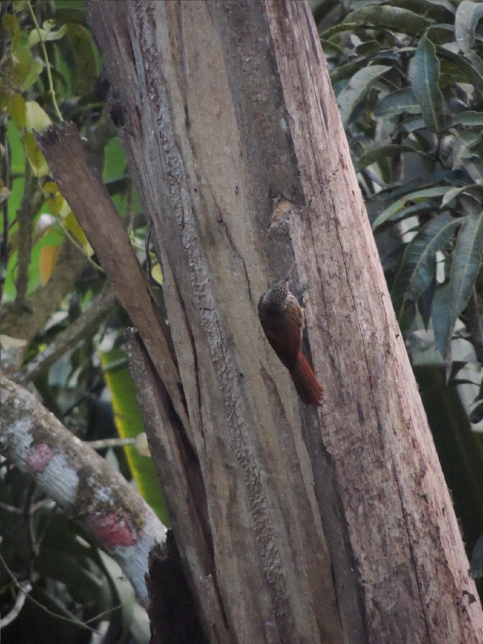 Streak-headed Woodcreeper (Lepidocolaptes souleyetii), photo 2