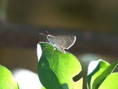 Callimormus saturnus