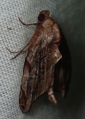 Androlymnia torsivena