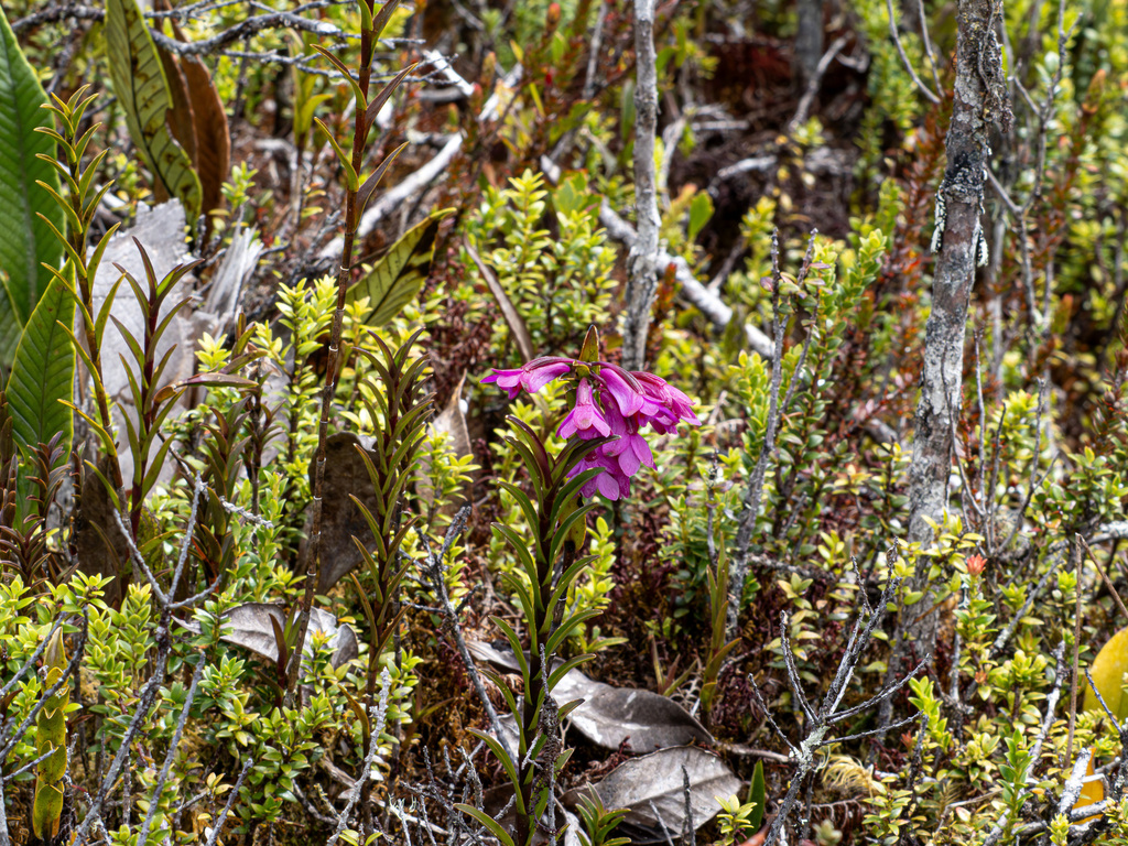 Dendrobium crenatifolium J.J.Sm.