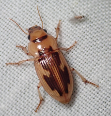 Bradybaenus opulentus