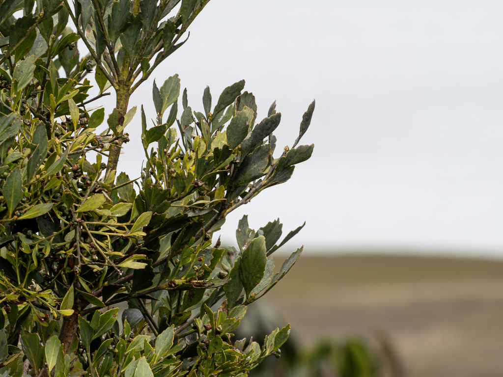 Celery Pine (Phyllocladus hypophyllus)