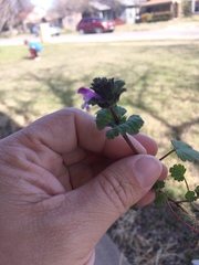 Lamium amplexicaule