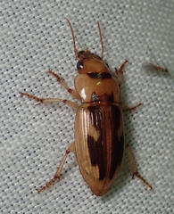 Bradybaenus opulentus