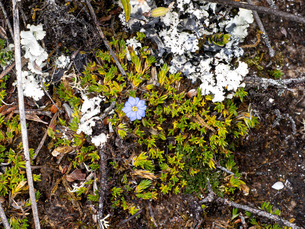 Gentiana macgregoryi