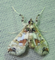Leucinodes