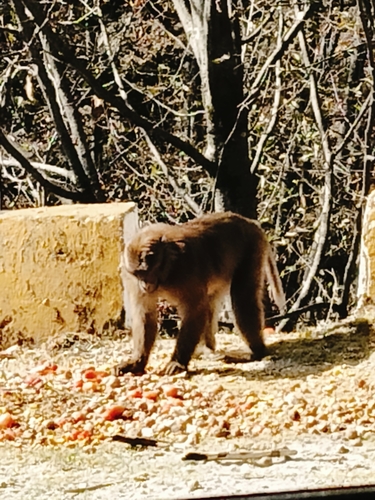 Eastern assamese macaque