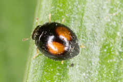 Serangium maculigerum