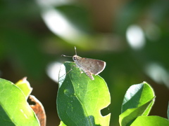 Callimormus saturnus