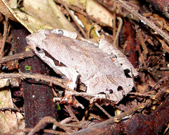 Physalaemus signifer