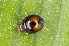 Serangium maculigerum