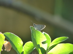 Callimormus saturnus