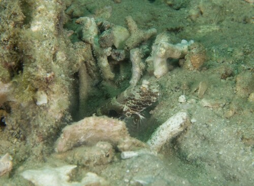 Target Shrimpgoby — seen at this dive site