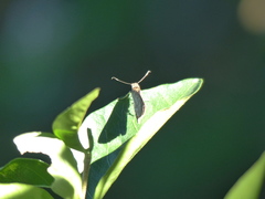 Callimormus saturnus