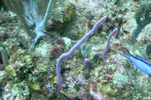 Photo of Row pore rope sponge (Aplysina cauliformis)