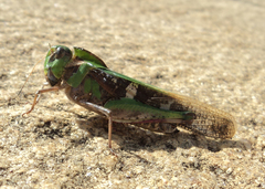 Gastrimargus marmoratus