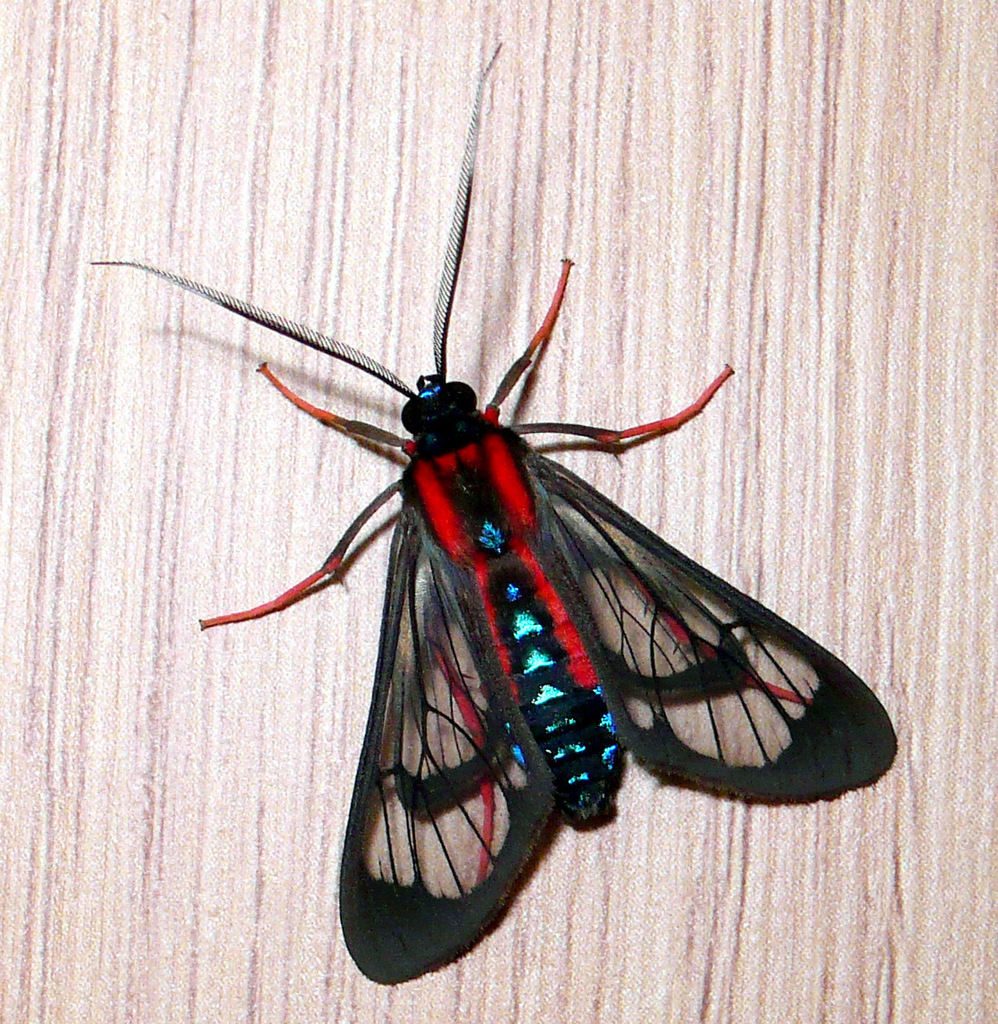 Cosmosoma auge