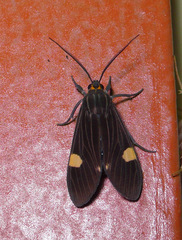 Aclytia