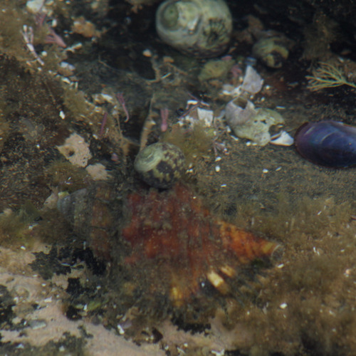 Monoplex parthenopeus