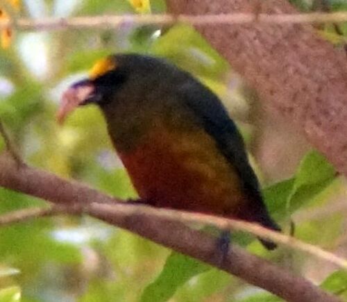 Olive-backed Euphonia (Euphonia gouldi), photo 3