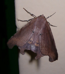 Phyllodonta