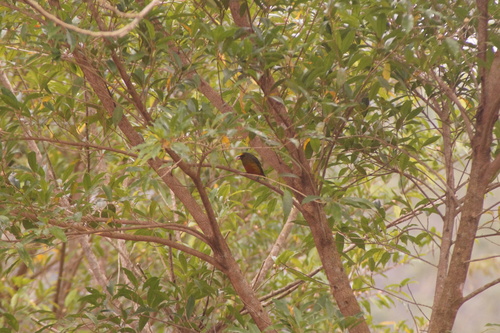 Olive-backed Euphonia (Euphonia gouldi), photo 4