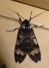 Hyaleucerea vulnerata