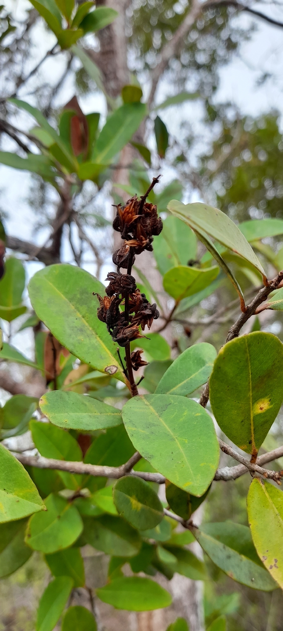 Cratoxylum glaucum
