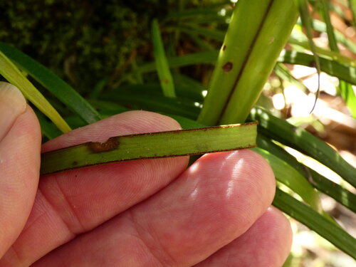 tape fern (Haplopteris ensiformis)