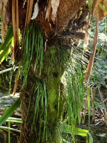 Haplopteris ensiformis, photograph 3