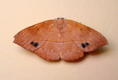 Patalene hamulata
