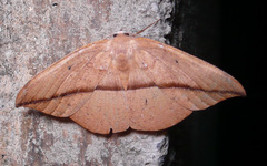 Patalene hamulata