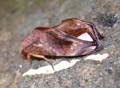 Oraesia nobilis