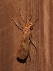 Limnephilus rhombicus