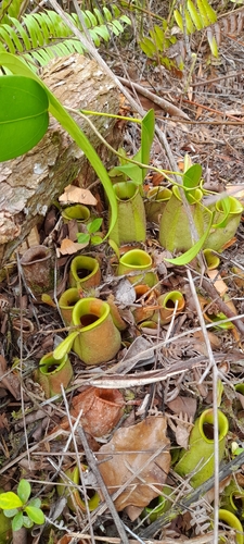 Nepenthes ampullaria