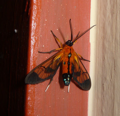 Pheia