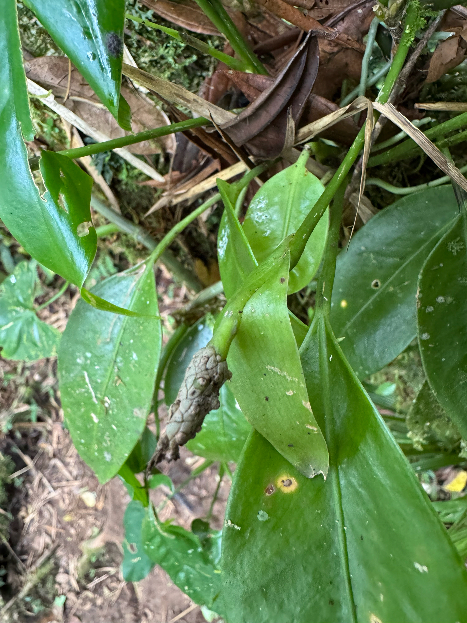 Anthurium pittieri Engl. 4