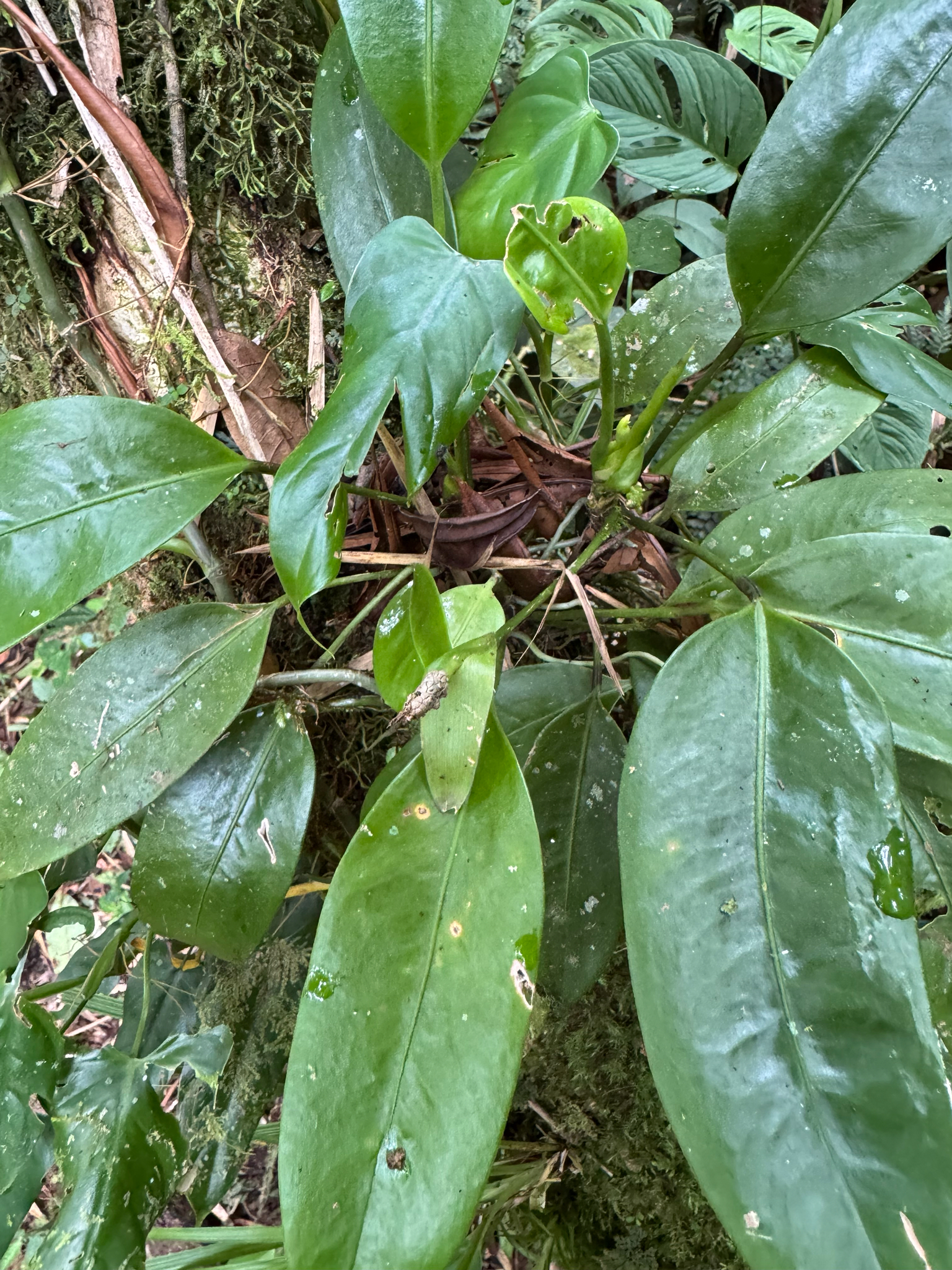 Anthurium pittieri Engl. 3