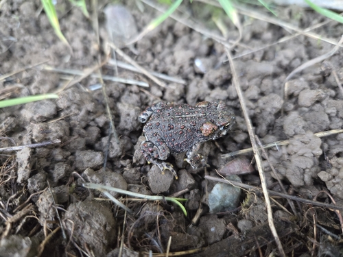 iNaturalist observation photo of Western Toad