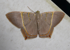 Phrygionis polita