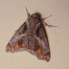 Calyptis idonoides
