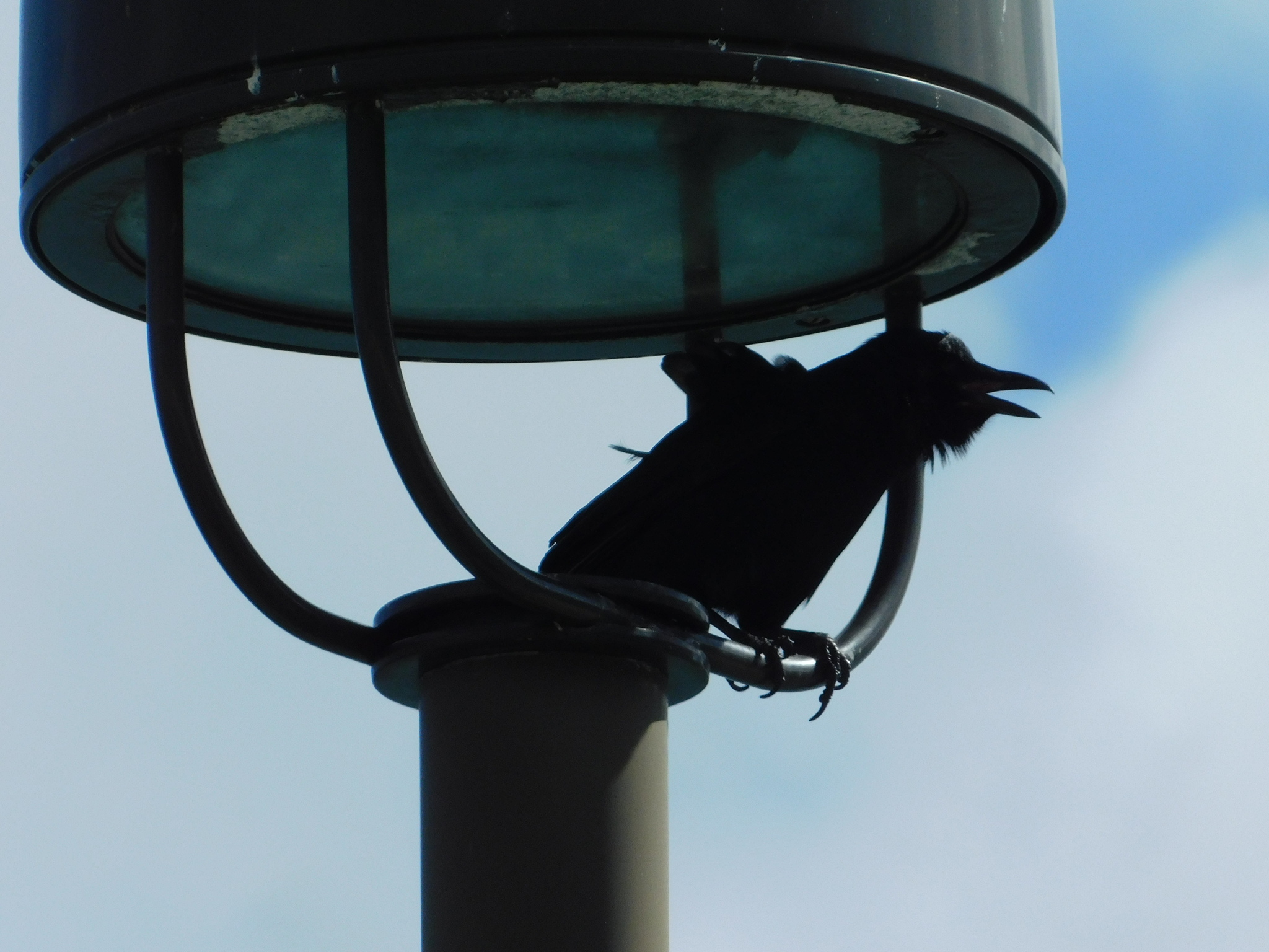 Fish Crow (Corvus ossifragus), photo 6