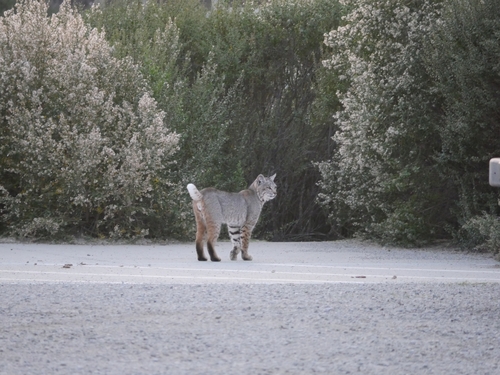 iNaturalist observation photo of Bobcat