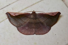 Sphacelodes quadrilineata
