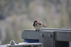 Passer domesticus × italiae