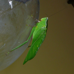 Frontinus