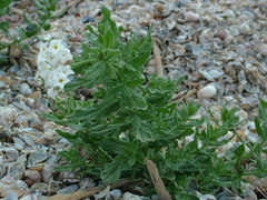 Tournefortia sibirica